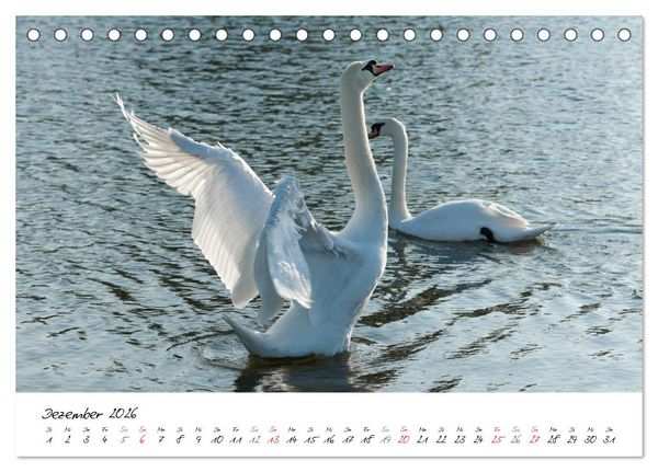 Produktbild: Ein Jahr mit den Schw&auml;nen (Tischkalender 2026 DIN A5 quer), CALVENDO Monatskalender