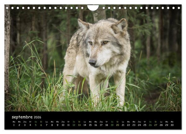 Produktbild: J'ai vu le loup (Calendrier mural 2026 DIN A4 vertical), CALVENDO calendrier mensuel