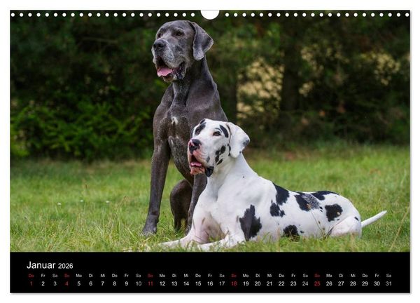 Produktbild: Deutsche Dogge 2026 (Wandkalender 2026 DIN A3 quer), CALVENDO Monatskalender
