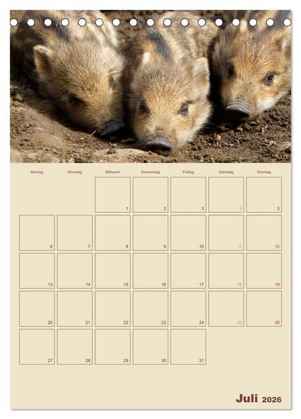 Produktbild: Wildschweine (Tischkalender 2026 DIN A5 hoch), CALVENDO Monatskalender