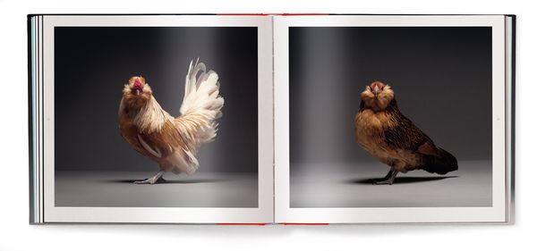 Produktbild: Chicken