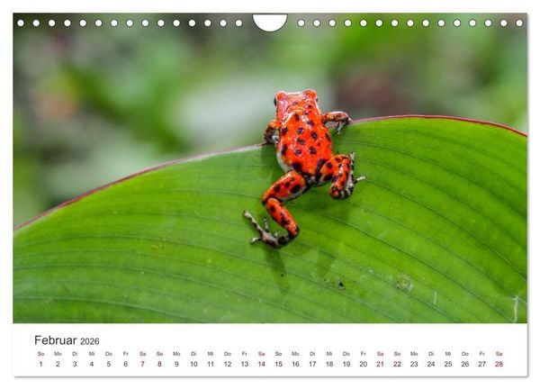Produktbild: Fr&ouml;sche - Die wundersch&ouml;ne Welt der bunten H&uuml;pfer. (Wandkalender 2026 DIN A4 quer), CALVENDO Monatskalender