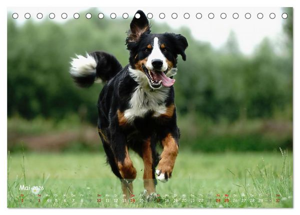 Produktbild: Fr&ouml;hliche Hunde (Tischkalender 2026 DIN A5 quer), CALVENDO Monatskalender