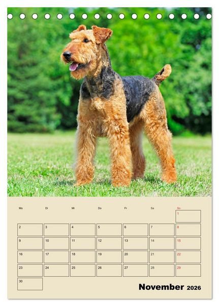 Produktbild: Airedale Terrier - Temperament auf 4 Pfoten (Tischkalender 2026 DIN A5 hoch), CALVENDO Monatskalender