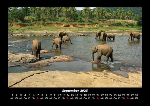 Produktbild: Elefanten - Die sanften Riesen Afrikas 2025 Fotokalender DIN A3