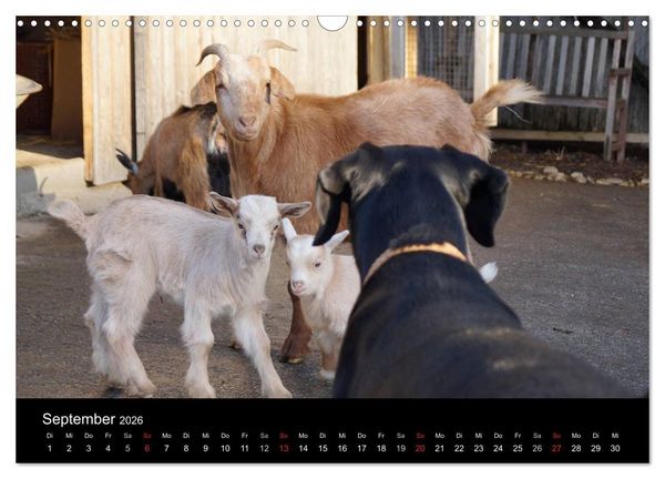 Produktbild: Der schwarze Hund und seine Freunde (Wandkalender 2026 DIN A3 quer), CALVENDO Monatskalender
