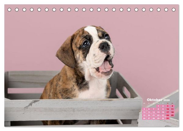 Produktbild: Old English Bulldog Welpen (Tischkalender 2026 DIN A5 quer), CALVENDO Monatskalender