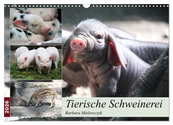 Produktbild: Tierische Schweinerei (Wandkalender 2026 DIN A3 quer), CALVENDO Monatskalender