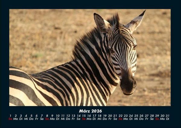 Produktbild: Zebrazauber 2026 Fotokalender DIN A4