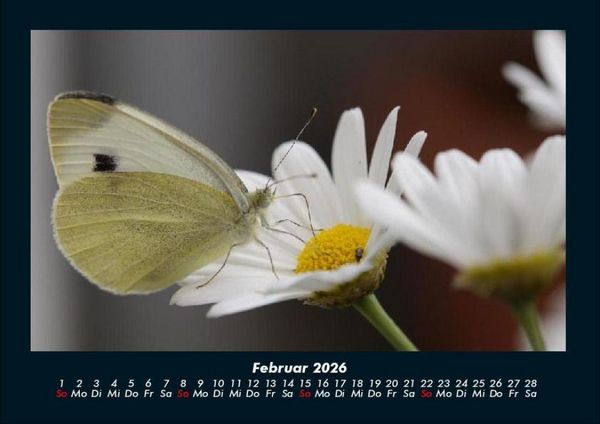Produktbild: Bunte Pracht der Schmetterlinge 2026 Fotokalender DIN A4