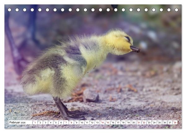 Produktbild: Flauschige Momente! Enten- und G&auml;nsek&uuml;ken im Jahreslauf (Tischkalender 2026 DIN A5 quer), CALVENDO Monatskalender