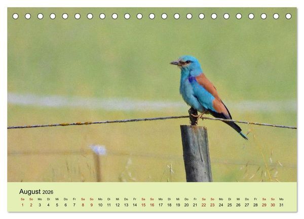Produktbild: Flamingo und Co - Faszinierende Vogelwelt S&uuml;dfrankreichs (Tischkalender 2026 DIN A5 quer), CALVENDO Monatskalender