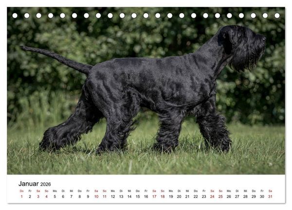 Produktbild: Schnauzer... von Zwergen und Riesen 2026 (Tischkalender 2026 DIN A5 quer), CALVENDO Monatskalender