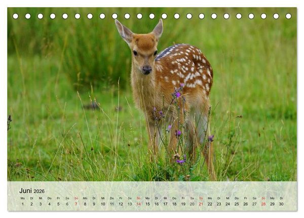 Produktbild: Rotwild. Edle Hirsche, stolze K&uuml;he (Tischkalender 2026 DIN A5 quer), CALVENDO Monatskalender