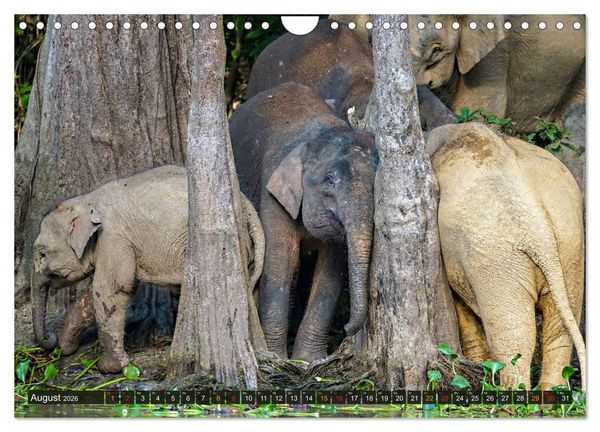 Produktbild: Borneos Zwergelefanten (Wandkalender 2026 DIN A4 quer), CALVENDO Monatskalender