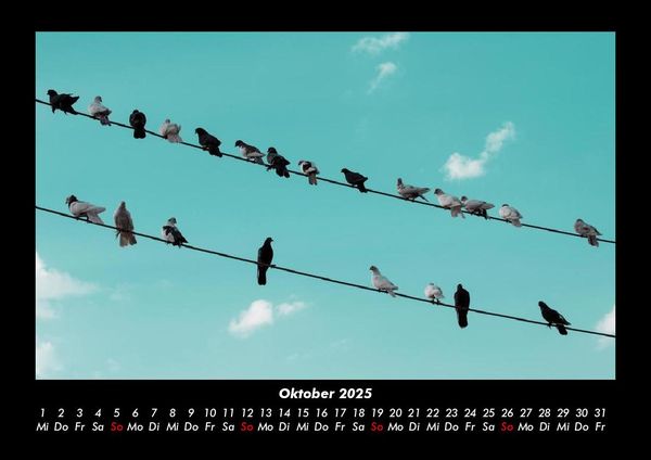 Produktbild: V&ouml;gel 2025 Fotokalender DIN A3