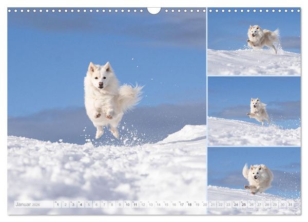 Produktbild: Mein fliegender Isl&auml;nder (Wandkalender 2026 DIN A3 quer), CALVENDO Monatskalender