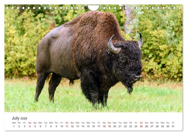 Produktbild: Yukon Wild (Wall Calendar 2026 DIN A4 landscape), CALVENDO 12 Month Wall Calendar