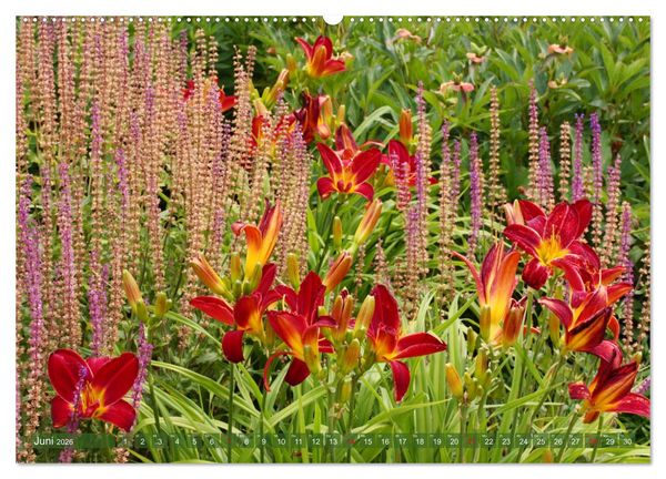 Produktbild: Taglilien im Garten (Wandkalender 2026 DIN A2 quer), CALVENDO Monatskalender