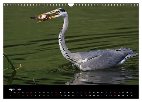 Produktbild: Aus dem Leben der Graureiher (Wandkalender 2026 DIN A3 quer), CALVENDO Monatskalender