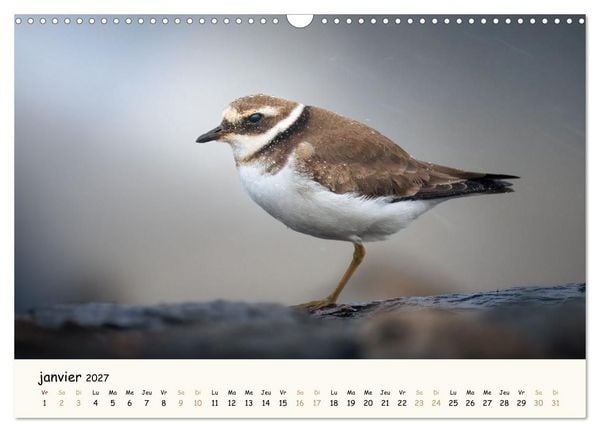 Produktbild: Chuchotements d'ailes - Une ann&eacute;e dans l'intimit&eacute; des oiseaux (Calendrier mural 2027 DIN A3 vertical), CALVENDO calendrier mensuel