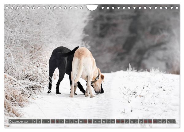 Produktbild: Labrador Trio - 3 Farben, 3 Freunde (Wandkalender 2026 DIN A4 quer), CALVENDO Monatskalender