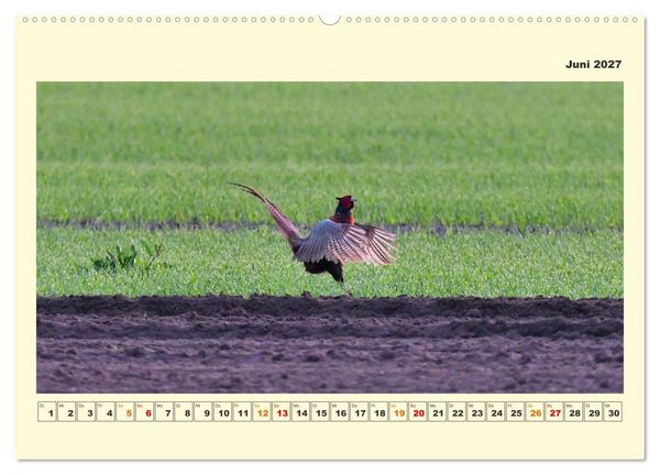 Produktbild: Tierwelt der W&uuml;mmeniederung (Wandkalender 2027 DIN A2 quer), CALVENDO Monatskalender