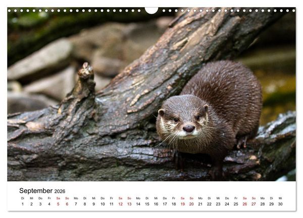 Produktbild: Otter - J&auml;ger an Fl&uuml;ssen und Seen (Wandkalender 2026 DIN A3 quer), CALVENDO Monatskalender