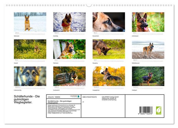 Produktbild: Sch&auml;ferhunde - Die gutm&uuml;tigen Wegbegleiter. (hochwertiger Premium Wandkalender 2026 DIN A2 quer), Kunstdruck in Hochglanz