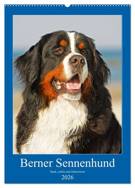 Produktbild: Berner Sennenhund - stark , sch&ouml;n und liebenswert (Wandkalender 2026 DIN A2 hoch), CALVENDO Monatskalender