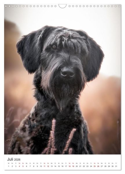 Produktbild: Hunde - Unsere treuen Wegbegleiter. (Wandkalender 2026 DIN A3 hoch), CALVENDO Monatskalender