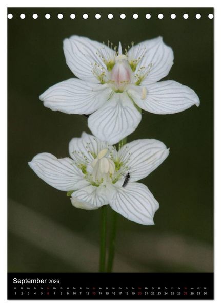 Produktbild: Seltene Wildblumen (Tischkalender 2026 DIN A5 hoch), CALVENDO Monatskalender