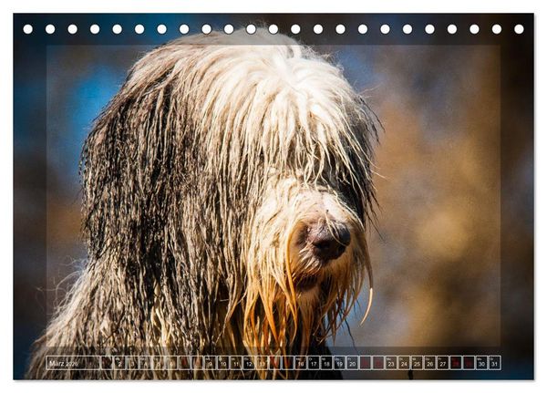 Produktbild: Bearded Collie, mein Freund (Tischkalender 2026 DIN A5 quer), CALVENDO Monatskalender