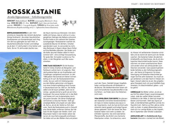 Produktbild: Die siehst du! B&auml;ume