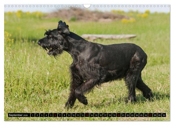 Produktbild: Treuer Freund Riesenschnauzer (Wandkalender 2026 DIN A3 quer), CALVENDO Monatskalender