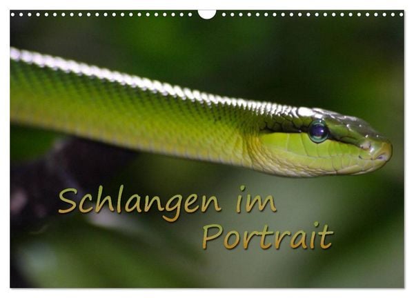 Produktbild: Schlangen im Portrait (Wandkalender 2026 DIN A3 quer), CALVENDO Monatskalender