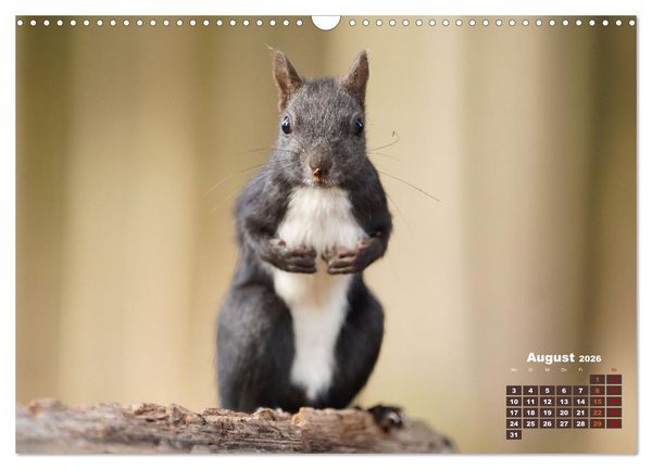 Produktbild: Das Eurasische Eichh&ouml;rnchen - Kunterbuntes Waldtreiben (Wandkalender 2026 DIN A3 quer), CALVENDO Monatskalender