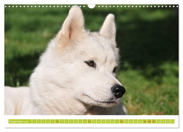 Produktbild: Siberian Husky - der Urtyp (Wandkalender 2026 DIN A3 quer), CALVENDO Monatskalender
