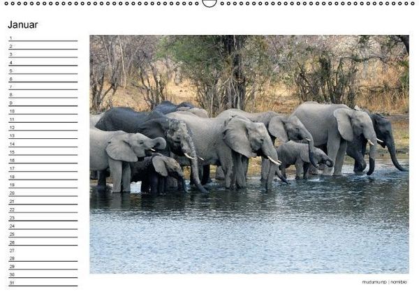 Produktbild: begegnungen - elefanten im s&uuml;dlichen afrika (Wandkalender immerw&auml;hrend DIN A2 quer)