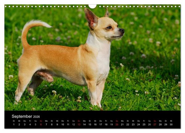 Produktbild: Chihuahua - Kleine Hunde ganz gro&szlig; (Wandkalender 2026 DIN A3 quer), CALVENDO Monatskalender
