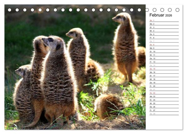 Produktbild: Erdm&auml;nnchen - Die Kobolde im Tierreich (Tischkalender 2026 DIN A5 quer), CALVENDO Monatskalender