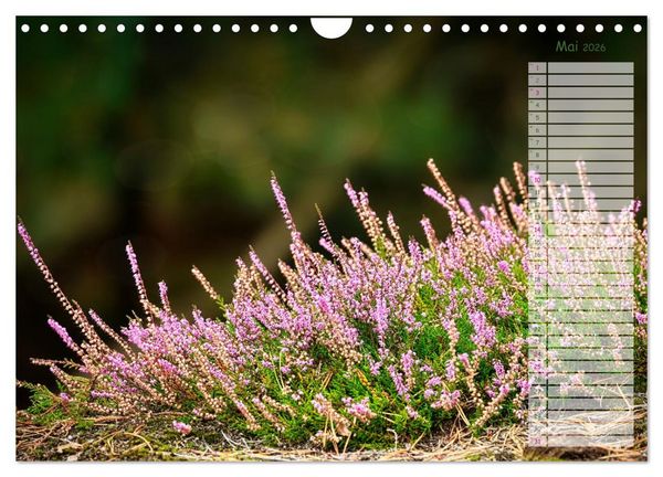 Produktbild: Heidespaziergang (Wandkalender 2026 DIN A4 quer), CALVENDO Monatskalender