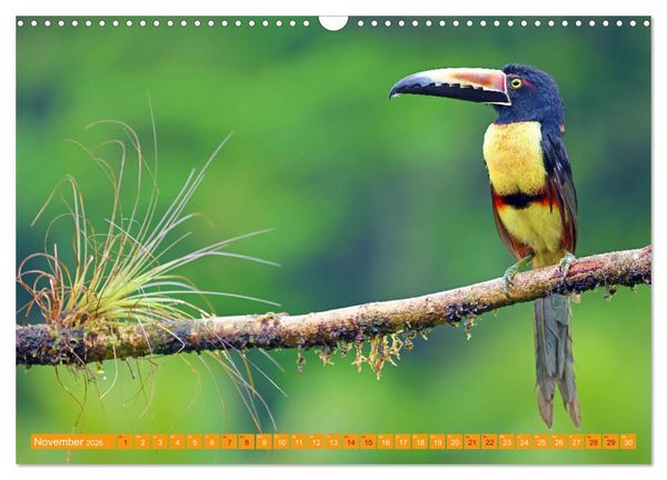 Produktbild: Wildes Costa Rica (Wandkalender 2026 DIN A3 quer), CALVENDO Monatskalender