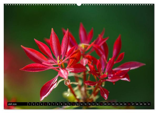 Produktbild: Kleine Blumen ganz gro&szlig; (hochwertiger Premium Wandkalender 2026 DIN A2 quer), Kunstdruck in Hochglanz