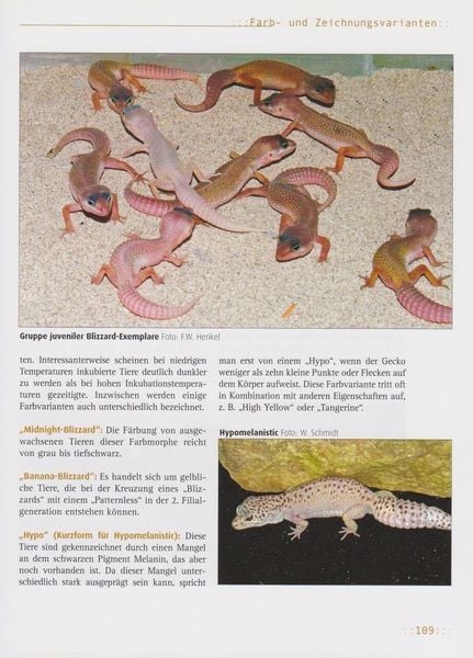 Produktbild: Leopardgeckos