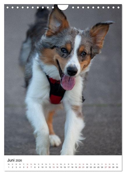 Produktbild: Hermine - Ein Jahr mit einem Mini Australian Shepherd (Wandkalender 2026 DIN A4 hoch), CALVENDO Monatskalender
