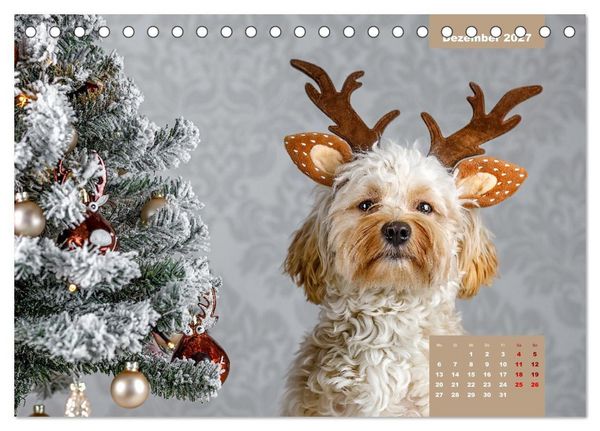 Produktbild: Rocket der Havaneser (Tischkalender 2027 DIN A5 quer), CALVENDO Monatskalender