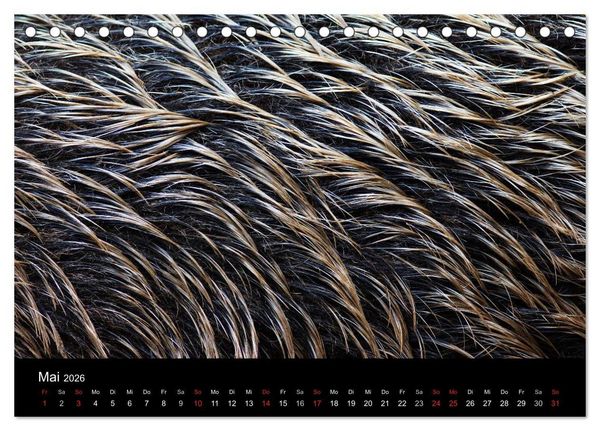Produktbild: Wilde Wutzen. Das heimische Wildschwein (Tischkalender 2026 DIN A5 quer), CALVENDO Monatskalender