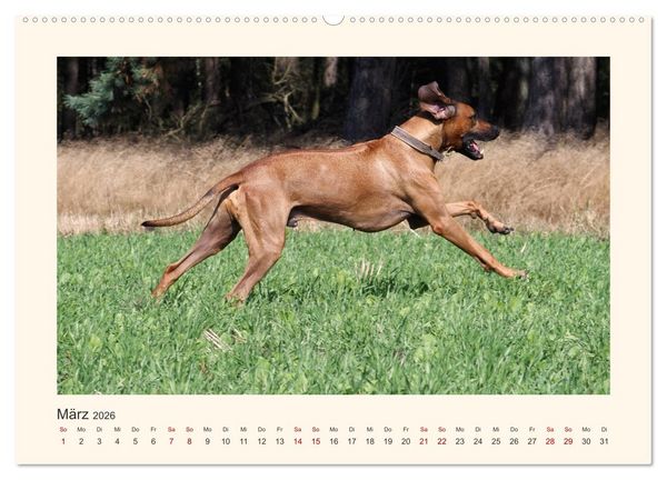 Produktbild: Rhodesian Ridgeback Power aus S&uuml;dafrika (hochwertiger Premium Wandkalender 2026 DIN A2 quer), Kunstdruck in Hochglanz