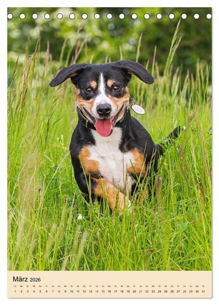 Produktbild: Schweizer Sennenhunde stellen sich vor (Tischkalender 2026 DIN A5 hoch), CALVENDO Monatskalender